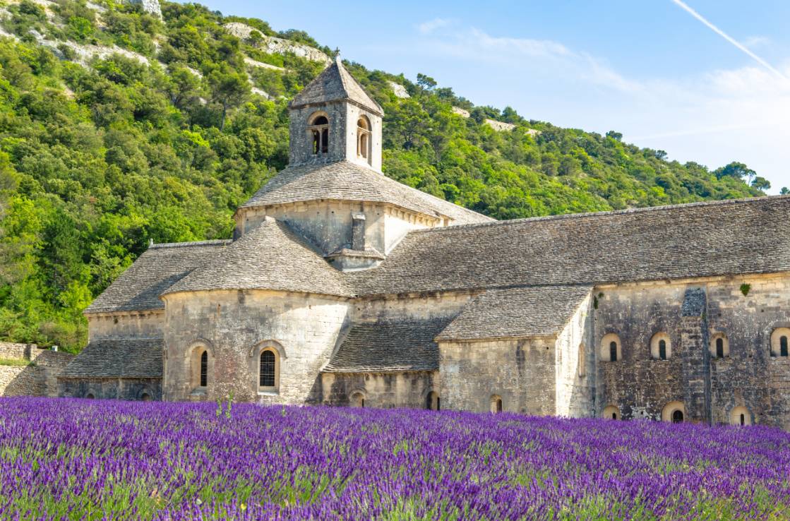 Provence lavender